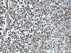CYFIP1/2 Rabbit anti-Human, Mouse, Polyclonal, Proteintech 20 &mu;L; Unconjugated:Antibodies,