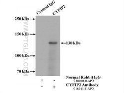 CYFIP1/2 Rabbit anti-Human, Mouse, Polyclonal, Proteintech 20 &mu;L; Unconjugated:Antibodies,