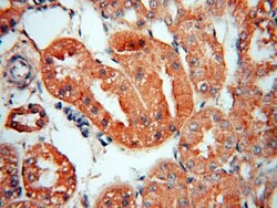 TRAPPC9 Rabbit anti-Human, Mouse, Rat, Zebrafish, Polyclonal, Proteintech:Anticorps:Anticorps