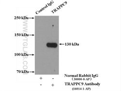 TRAPPC9 Rabbit anti-Human, Mouse, Rat, Zebrafish, Polyclonal, Proteintech:Anticorps:Anticorps