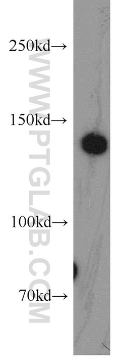 TRAPPC9 Rabbit anti-Human, Mouse, Rat, Zebrafish, Polyclonal, Proteintech:Anticorps:Anticorps