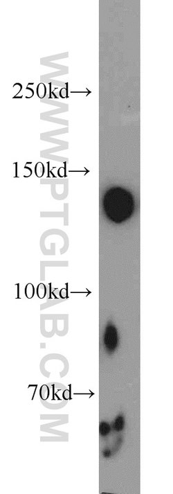 TRAPPC9 Rabbit anti-Human, Mouse, Rat, Zebrafish, Polyclonal, Proteintech:Anticorps:Anticorps