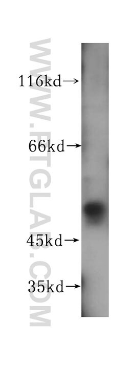 NAP1L4 Rabbit anti-Human, Mouse, Rat, Polyclonal, Proteintech:Antibodies:Primary