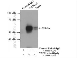 NAP1L4 Rabbit anti-Human, Mouse, Rat, Polyclonal, Proteintech:Antibodies:Primary