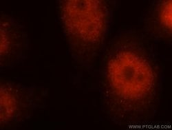 Proteintech DBR1 Rabbit anti-Human, Mouse, Rat, Polyclonal, Proteintech