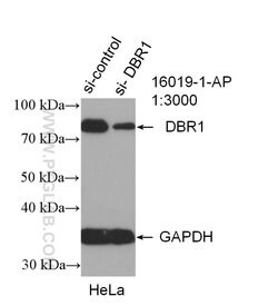 DBR1 Rabbit anti-Human, Mouse, Rat, Polyclonal, Proteintech:Anticorps:Anticorps