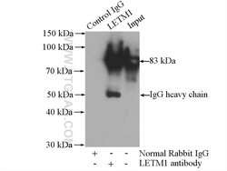 LETM1 Rabbit anti-Human, Mouse, Rat, Polyclonal, Proteintech 150 &mu;L;