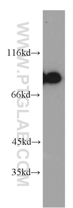 LETM1 Rabbit anti-Human, Mouse, Rat, Polyclonal, Proteintech 150 &mu;L;
