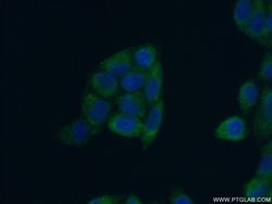 MRPS10 Rabbit anti-Human, Mouse, Rat, Polyclonal, Proteintech 150 &mu;L;