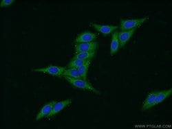 C20orf195 Rabbit anti-Human, Mouse, Rat, Polyclonal, Proteintech 150 &mu;L;