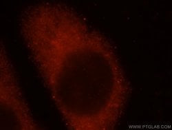 Proteintech IFFO1 Rabbit anti-Human, Mouse, Rat, Polyclonal, Proteintech