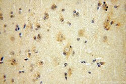 IFFO1 Rabbit anti-Human, Mouse, Rat, Polyclonal, Proteintech:Antibodies:Primary