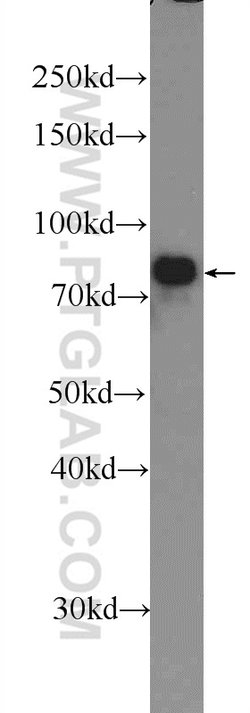 IFFO1 Rabbit anti-Human, Mouse, Rat, Polyclonal, Proteintech:Antibodies:Primary