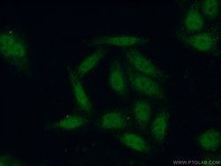 POLR3F Rabbit anti-Human, Mouse, Rat, Polyclonal, Proteintech:Antibodies:Primary