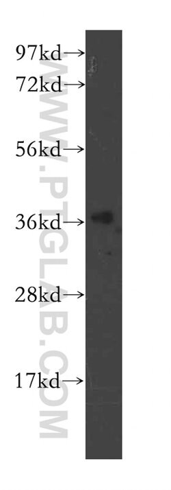 POLR3F Rabbit anti-Human, Mouse, Rat, Polyclonal, Proteintech:Antibodies:Primary