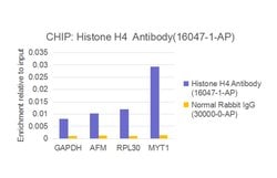 Histone H4 Rabbit anti-Human, Mouse, Rat, Polyclonal, Proteintech 150 &mu;L;