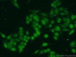 Histone H4 Rabbit anti-Human, Mouse, Rat, Polyclonal, Proteintech 150 &mu;L;