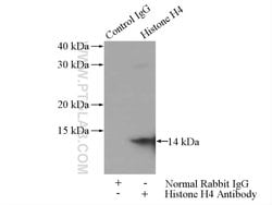 Histone H4 Rabbit anti-Human, Mouse, Rat, Polyclonal, Proteintech 150 &mu;L;