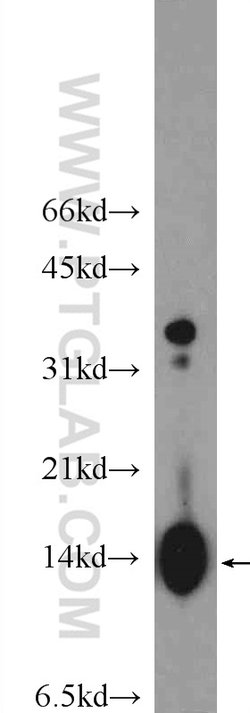 Histone H4 Rabbit anti-Human, Mouse, Rat, Polyclonal, Proteintech 150 &mu;L;