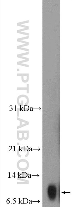 Histone H4 Rabbit anti-Human, Mouse, Rat, Polyclonal, Proteintech 150 &mu;L;