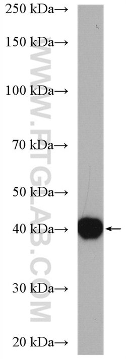 PDCL Rabbit anti-Human, Mouse, Rat, Polyclonal, Proteintech:Antikörper:Primärantikörper