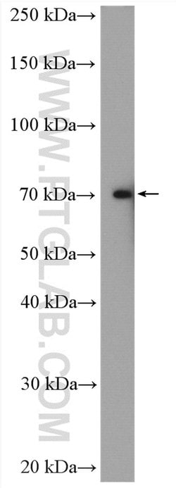 DMWD Rabbit anti-Human, Rat, Polyclonal, Proteintech 150 &mu;L; Unconjugated:Antibodies,