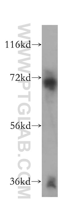 DMWD Rabbit anti-Human, Rat, Polyclonal, Proteintech 150 &mu;L; Unconjugated:Antibodies,