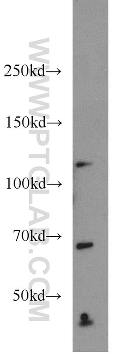 SEC24C Rabbit anti-Human, Mouse, Rat, Polyclonal, Proteintech:  