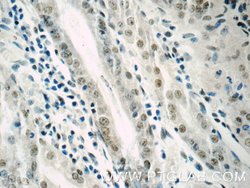 PCIF1 Rabbit anti-Human, Mouse, Polyclonal, Proteintech 150 &mu;L; Unconjugated:Antibodies,