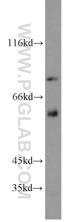 PCIF1 Rabbit anti-Human, Mouse, Polyclonal, Proteintech 150 &mu;L; Unconjugated:Antibodies,