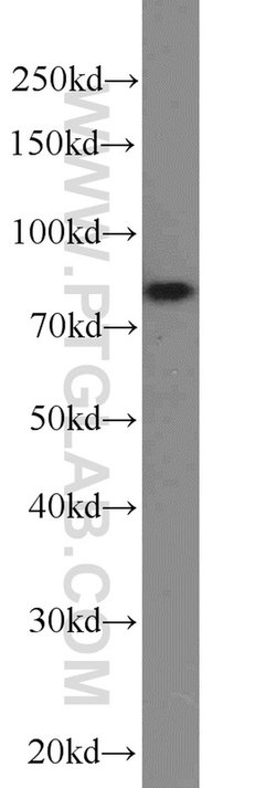 NOL9 Rabbit anti-Human, Polyclonal, Proteintech:Antibodies:Primary Antibodies