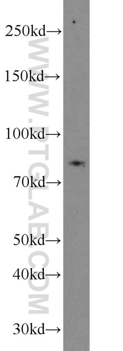 NOL9 Rabbit anti-Human, Polyclonal, Proteintech:Antibodies:Primary Antibodies