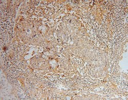 GNB2 Rabbit anti-Human, Mouse, Rat, Polyclonal, Proteintech 20 &mu;L; Unconjugated:Antibodies,