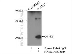POLR2D Rabbit anti-Human, Mouse, Rat, Polyclonal, Proteintech 150 &mu;L;