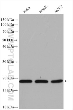POLR2D Rabbit anti-Human, Mouse, Rat, Polyclonal, Proteintech 150 &mu;L;