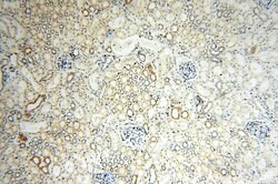 NUDT8 Rabbit anti-Human, Mouse, Rat, Polyclonal, Proteintech 150 &mu;L;