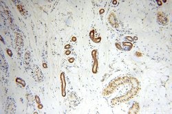 NUDT8 Rabbit anti-Human, Mouse, Rat, Polyclonal, Proteintech 150 &mu;L;