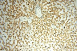 NUDT8 Rabbit anti-Human, Mouse, Rat, Polyclonal, Proteintech 150 &mu;L;