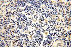 NUDT8 Rabbit anti-Human, Mouse, Rat, Polyclonal, Proteintech 150 &mu;L;