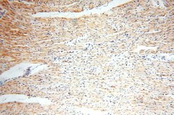 NUDT8 Rabbit anti-Human, Mouse, Rat, Polyclonal, Proteintech 150 &mu;L;