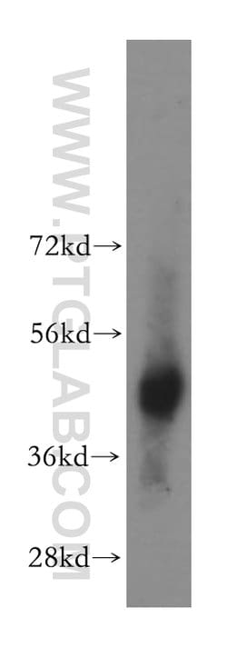 BBOX1 Rabbit anti-Human, Mouse, Rat, Polyclonal, Proteintech:Antibodies:Primary