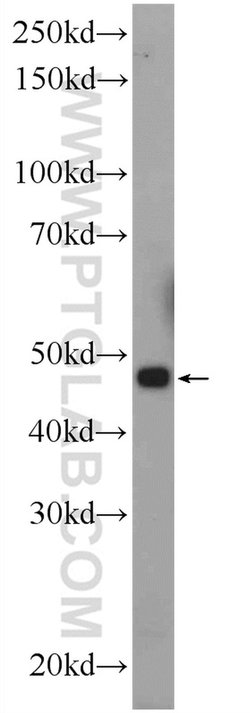 CGRRF1 Rabbit anti-Human, Rat, Polyclonal, Proteintech 150 &mu;L; Unconjugated:Antibodies,