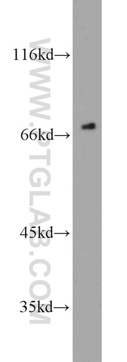 HSF1 Rabbit anti-Human, Mouse, Rat, Polyclonal, Proteintech:Antibodies:Primary