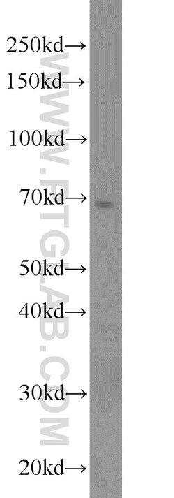 HSF1 Rabbit anti-Human, Mouse, Rat, Polyclonal, Proteintech:Antibodies:Primary