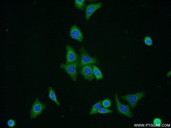 Proteintech ERGIC1 Rabbit anti-Human, Mouse, Rat, Polyclonal, Proteintech