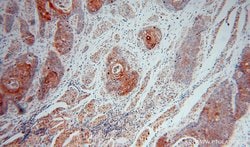 ERGIC1 Rabbit anti-Human, Mouse, Rat, Polyclonal, Proteintech:Antibodies:Primary