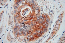 ERGIC1 Rabbit anti-Human, Mouse, Rat, Polyclonal, Proteintech:Antibodies:Primary