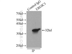 ERGIC1 Rabbit anti-Human, Mouse, Rat, Polyclonal, Proteintech:Antibodies:Primary