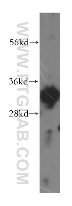 ERGIC1 Rabbit anti-Human, Mouse, Rat, Polyclonal, Proteintech:Antibodies:Primary