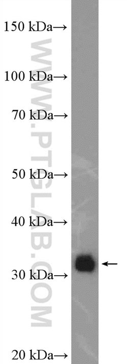 ERGIC1 Rabbit anti-Human, Mouse, Rat, Polyclonal, Proteintech:Antibodies:Primary